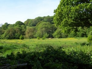 Honiton,-Littletown-Green-f