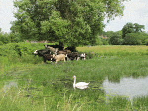 Breamore Marsh Common, Hampshire