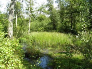 Odiham Common