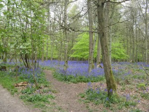 Cowleaze Wood, Forestry Commission land on the Chiltern escarpment, Oxfordshire