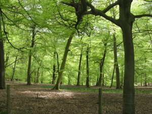 Cowleaze Wood, Forestry Commission land on the Chiltern escarpment, Oxfordshire