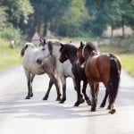 Dartmoor ponies on Litcham Common where fences were removed. Photo: Matthew Usher, Eastern Daily Press