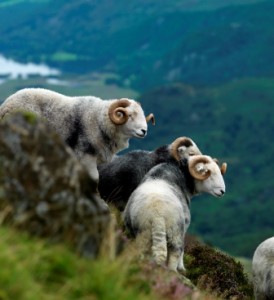 Herdwick sheep on the Lake District fells.