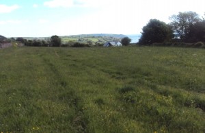 New green at Tannen Lane, Strete, Devon