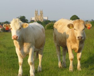 Westwood Common, looking east to Beverley Minster. Photo: Liz Grove