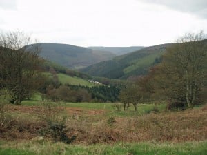 Forest Drive which NRW say is in danger of not being reopened after the felling is complete.