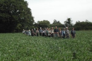 Illegally cropped footpath in Bucks.