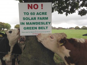 Mawdesley & Heskin Cows