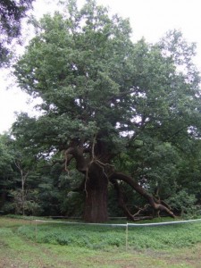 The 600-year-old Panshanger Great Oak. Photo: Gary O'Leary