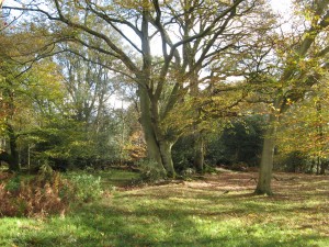 Berkhamsted Common