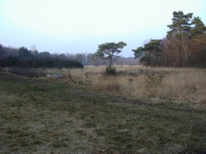 Wisley Common, Surrey