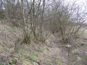 Dense woodland makes much of the Crown Avenue site inaccessible on foot or horseback