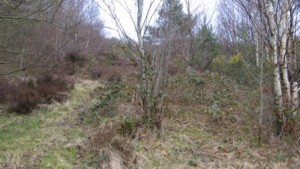 Dense woodland at Waun y Pound