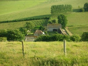 Breaky Bottom vineyard. Access land is at the front of the picture.