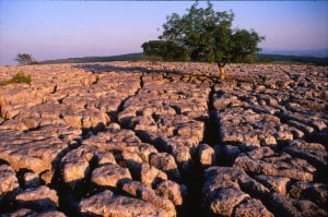 Limestone pavement on Farleton Fell. Photo: Ian Brodie