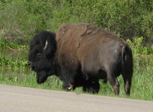 1 bison