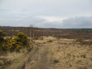 Chobham Common