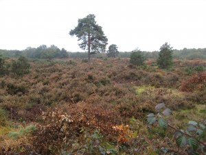 Yateley Common