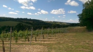 The view from the vineyard