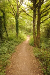 Cycle route across Backside Common. Photo: Gaynor White