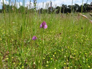 Pyramid orchid among the spring flowers and grasses