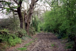 Whomsoever Lane, Bush, Herts Photo: Chris Beney