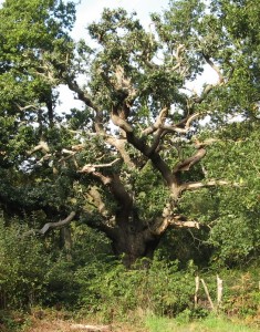 Veteran oak pollard. Each oak has its own management plan for the next 60 years.