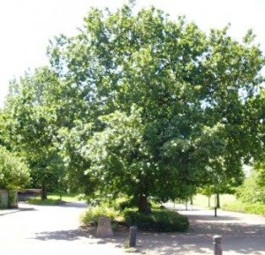 The Inclosure Oak on Nottingham Forest recreation ground 