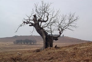 Ancient oak tree in Bradgate Park