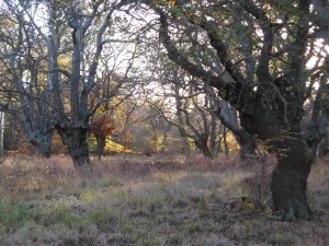 Deershelter Plain