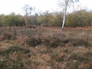 Deershelter Plain: here the area has been opened up and the invisible fencing enables it to be grazed to benefit low-growing plants.