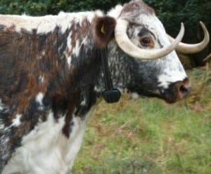 Longhorn with collar