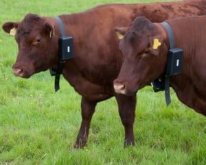 Redpolls with collar and GPS