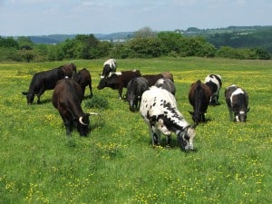 Minchinhampton Common, Gloucestershire. Photo: Graham Bathe