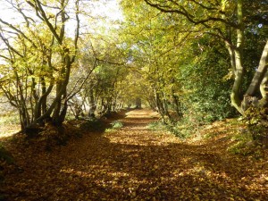 The ancient route at Cozens Grove, to the north-west of the section threatened with diversion.