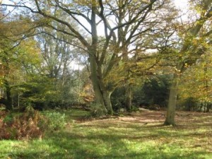 Berkhamsted Common, the fencing was about here.