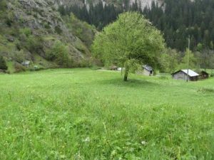 Alpine meadow