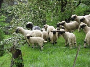 Black-necked sheep