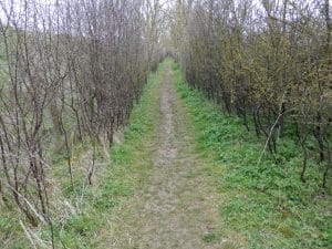 The threatened footpath in springtime looking north.