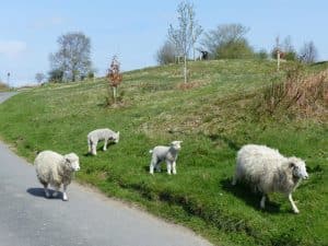 Forest of Dean sheep