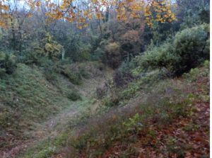 Sold: Juniper Bank at Saddlescombe, a site of special scientific interest with rare junipers. Photo: Dave Bangs