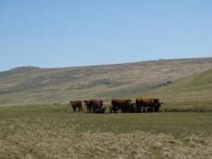 Bridestowe Common, Dartmoor