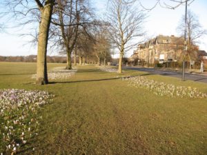 Harrogate Stray