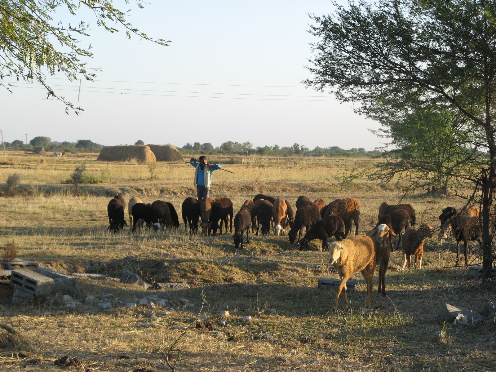 Deccani sheep on common land in Andhra Pradesh, Indai