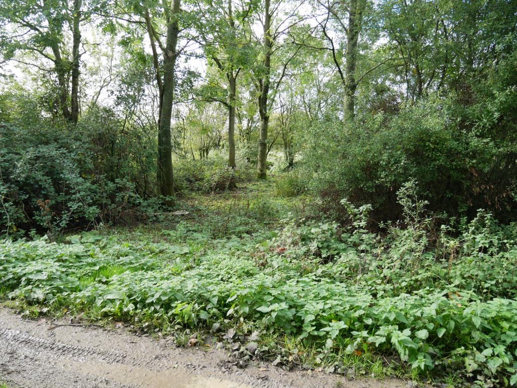 Part of Walmans Green. Photo: OSS