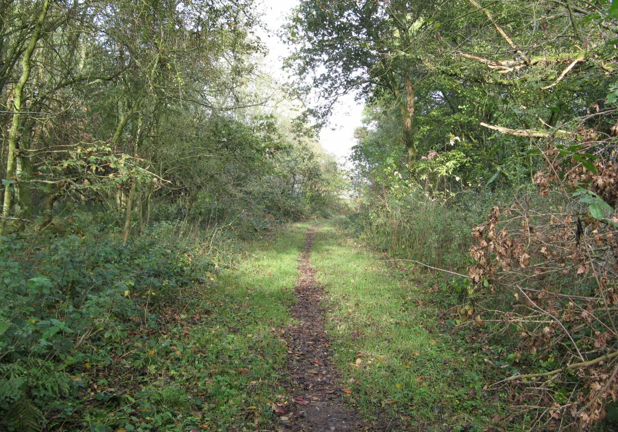 A 'little winding, quiet byway', Summerheath Wood, Turville, Buckinghamshire