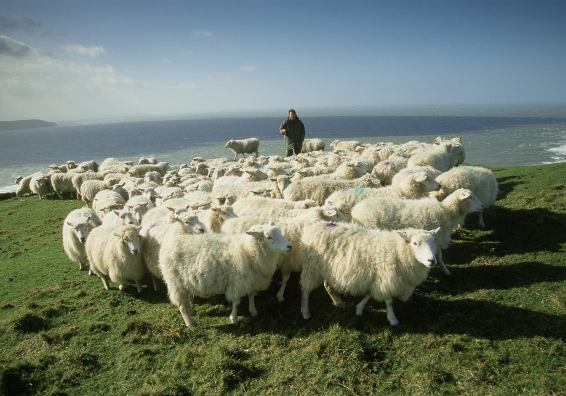 Romney sheep and shepherd on cliff-top at Morte Point, North Devon.