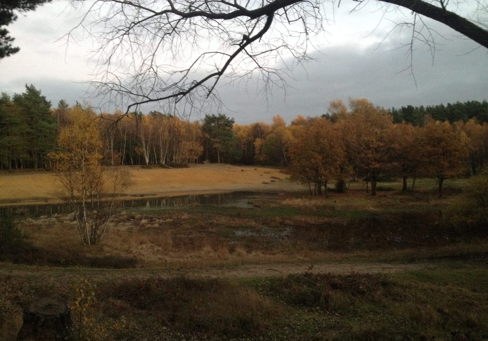 Horsell Common, Surrey, where the Martians landed in HG Wells 1898 novel The War of the Worlds