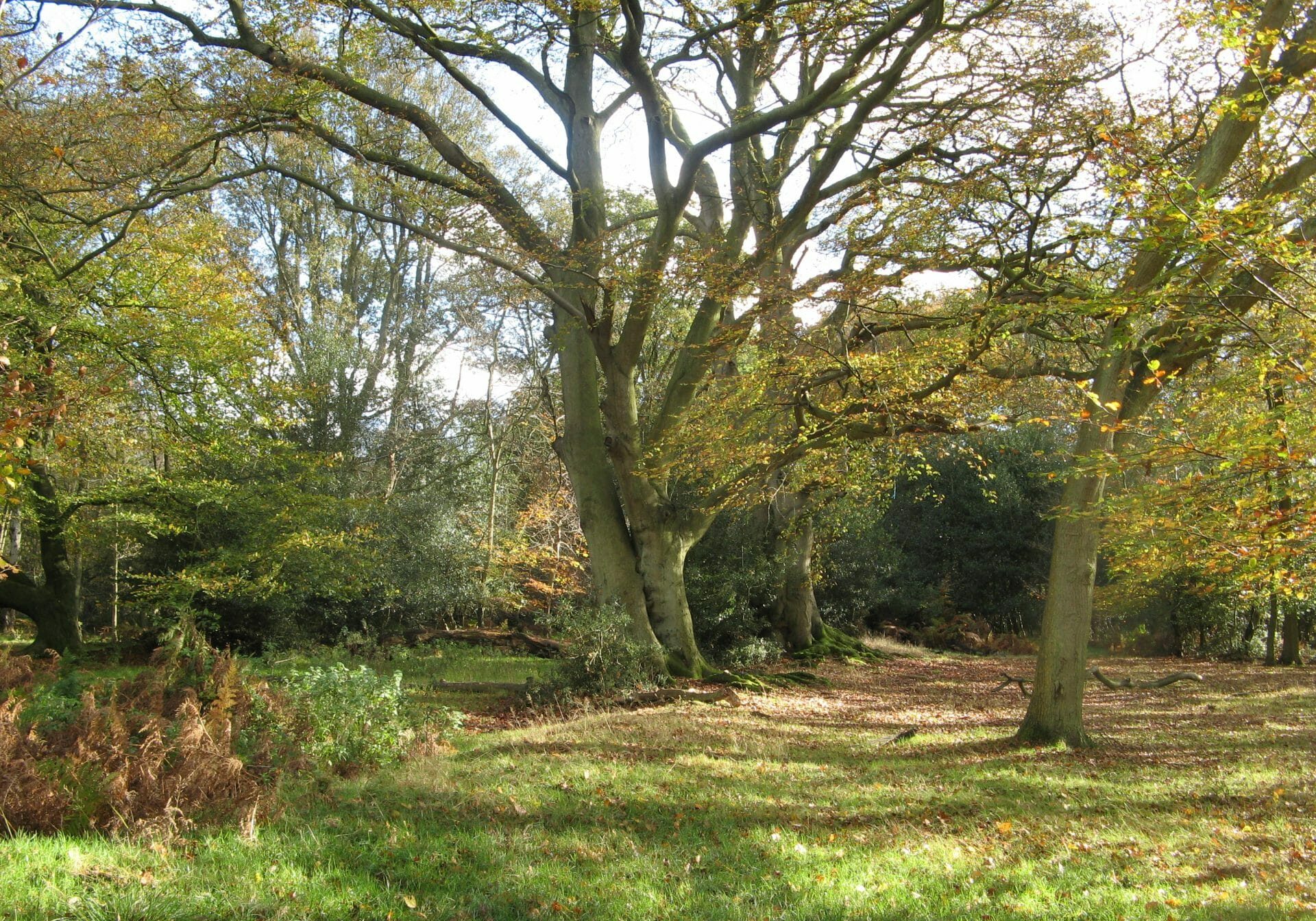 Berkhamsted Common, Hertfordshire