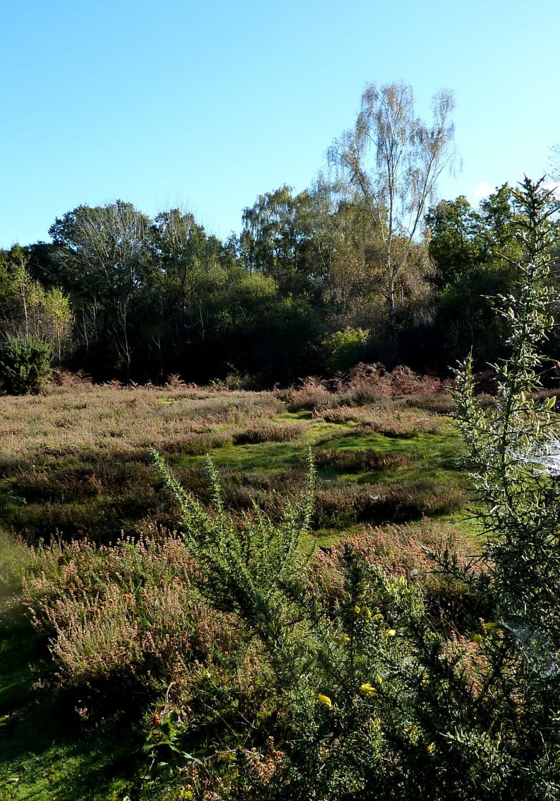 Hazeley Heath common in Hampshire